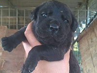 cucciolo cane corso nero focato